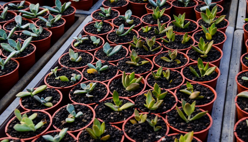 Public Park Landscaping