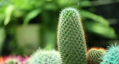 Educational Services