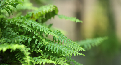 Horticultural Design