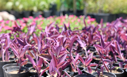 Landscape Maintenance